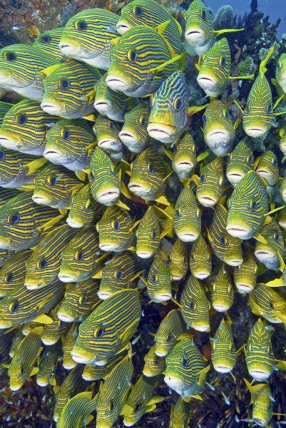 Sweetlip fish, Raja Ampat, Papua, Indonesia